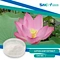 lotus leaf extract